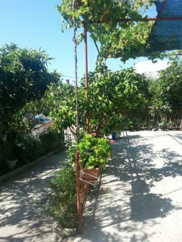 Ferienwohnung Pavlinovic Jure Makarska Exterior foto